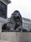 Trafalgar square a National Gallery - foto č. 24