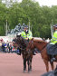 Výměna stráží v Buckinghamském paláci - foto č. 98