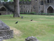 Tower of London - foto č. 217