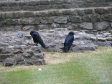 Tower of London - foto č. 230