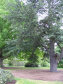 Kew Gardens - královské botanické zahrady - foto č. 286