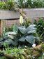 Kew Gardens - královské botanické zahrady - foto č. 297