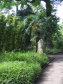 Kew Gardens - královské botanické zahrady - foto č. 305
